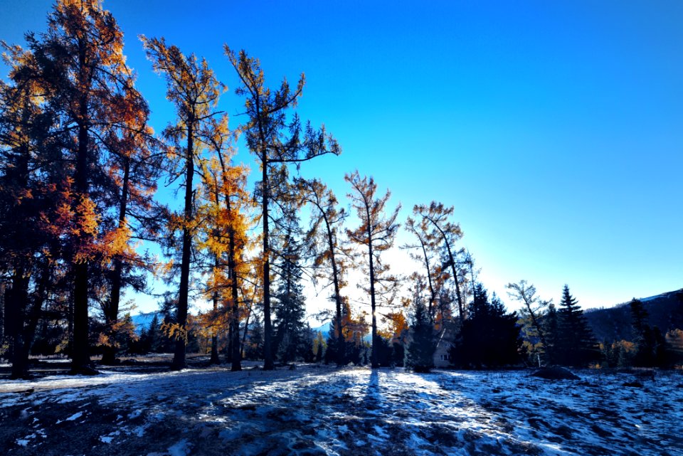 Winter, Snow, Sky, Tree