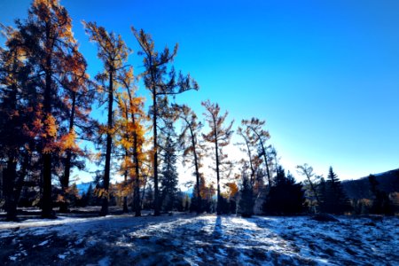 Winter, Snow, Sky, Tree photo