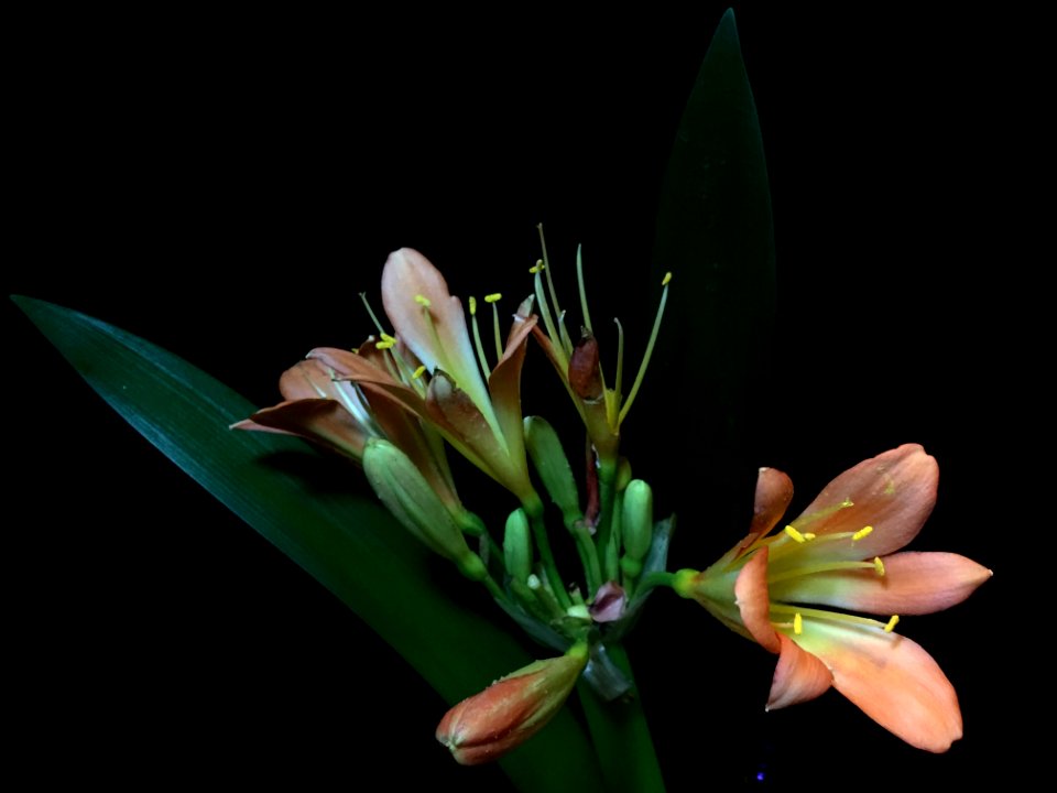 Flower, Plant, Flora, Flowering Plant