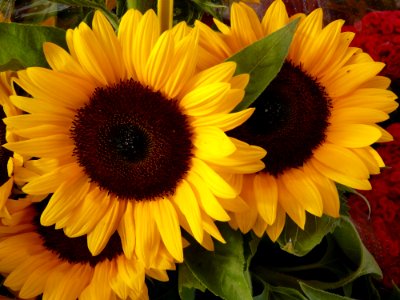Flower, Sunflower, Yellow, Sunflower Seed photo