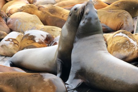 Seals, Marine Mammal, Mammal, Fauna photo