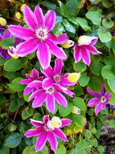 Flower, Plant, Flora, Flowering Plant photo