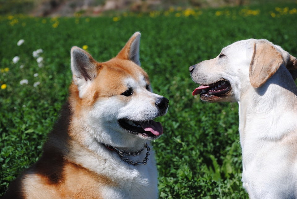 Akita labrador dogs