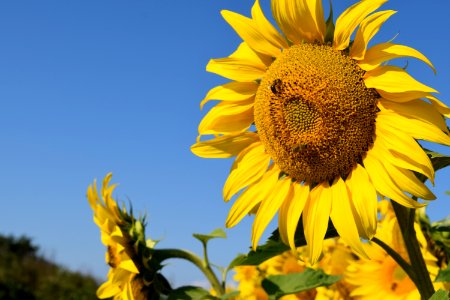 Sunflower, Flower, Yellow, Sky photo