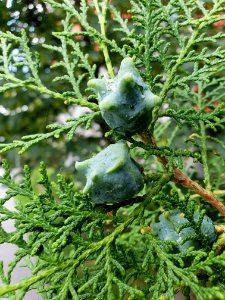 Tree, Plant, Leaf, Conifer