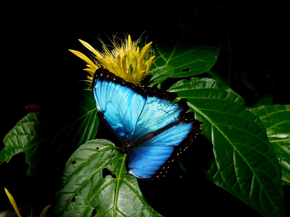 Butterfly, Moths And Butterflies, Insect, Invertebrate
