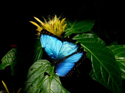 Butterfly, Moths And Butterflies, Insect, Invertebrate
