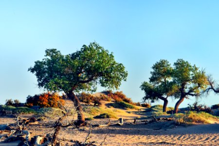 Tree, Sky, Woody Plant, Vegetation