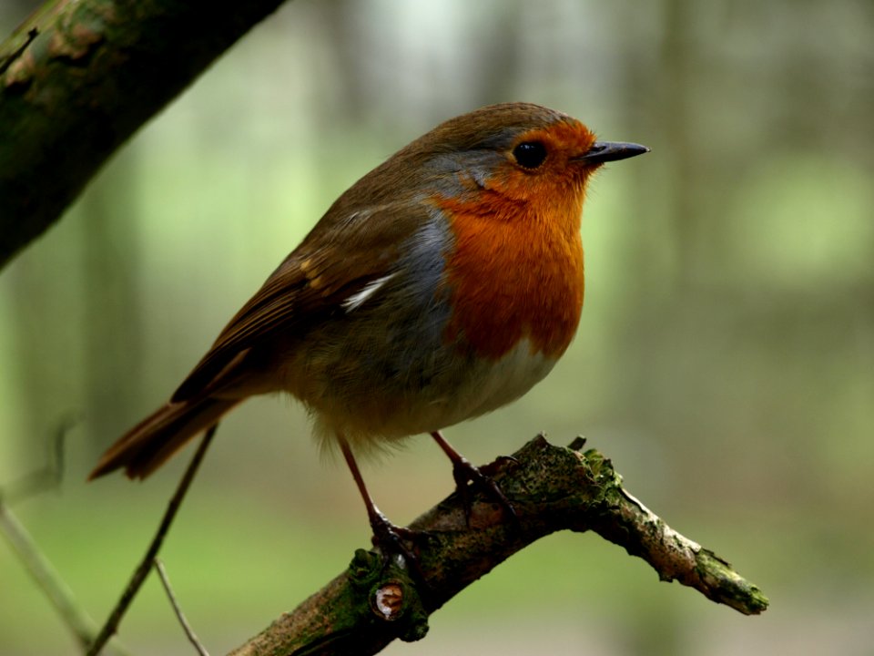 Bird, European Robin, Fauna, Beak
