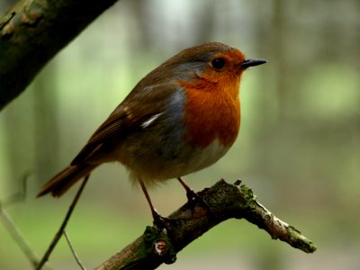 Bird, European Robin, Fauna, Beak photo