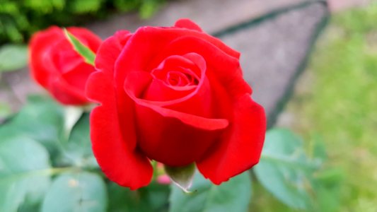 Rose, Flower, Rose Family, Red