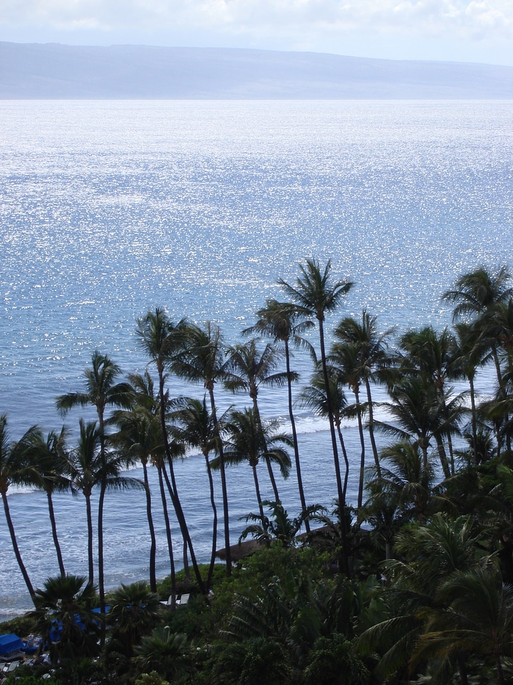 Beautiful beach palm island