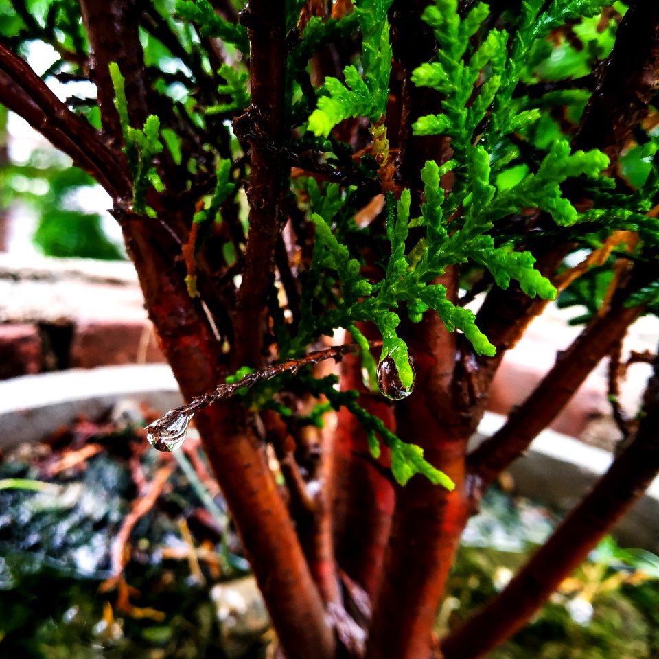Plant, Tree, Branch, Flora