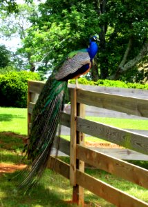 Peafowl, Bird, Galliformes, Nature Reserve