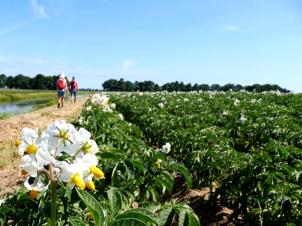 Field, Plant, Flower, Agriculture
