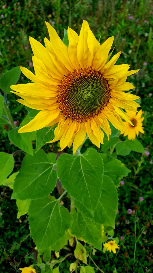 Flower, Sunflower, Plant, Yellow