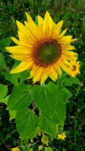 Flower, Sunflower, Plant, Yellow