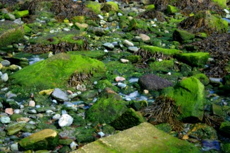 Vegetation, Nature Reserve, Plant, Watercourse