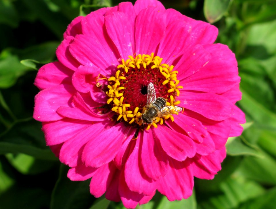 Flower, Nectar, Garden Cosmos, Flora