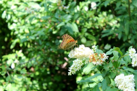 Butterfly, Moths And Butterflies, Insect, Brush Footed Butterfly photo