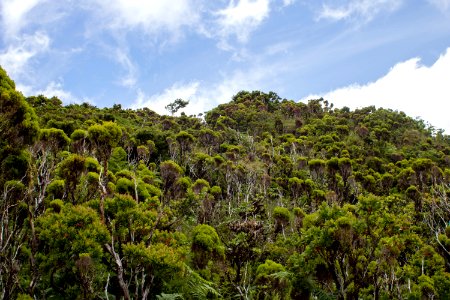 Vegetation, Ecosystem, Nature Reserve, Rainforest