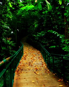 Green, Nature, Leaf, Path