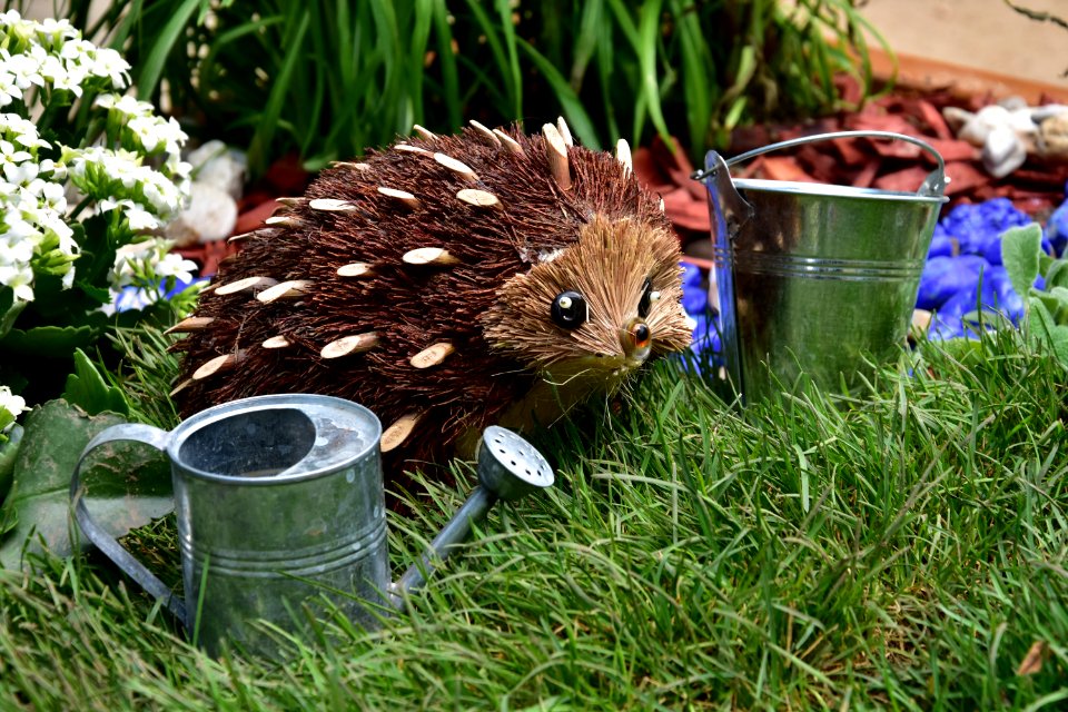 Hedgehog, Erinaceidae, Fauna, Echidna