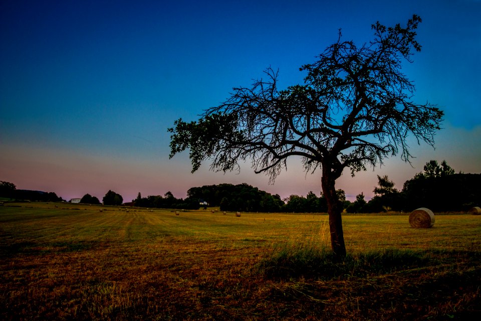Sky, Grassland, Nature, Tree