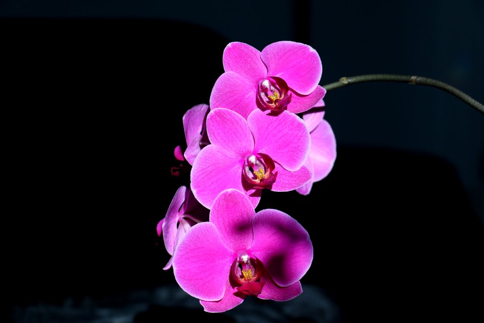 Flower, Flowering Plant, Pink, Flora