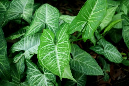 Plant, Leaf, Flora, Xanthosoma