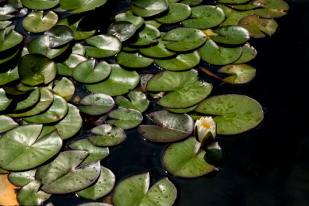 Water, Plant, Aquatic Plant, Leaf