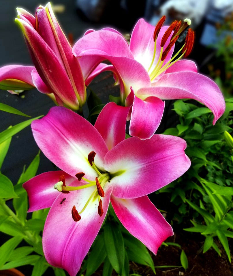 Flower, Plant, Lily, Pink