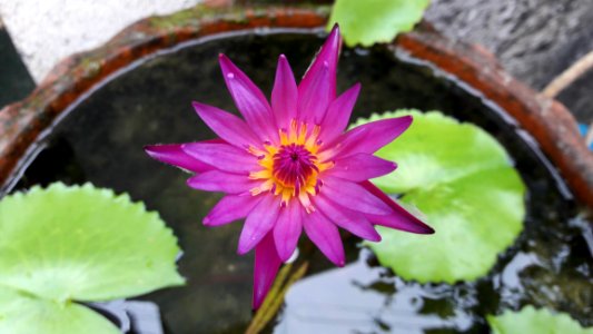 Flower, Plant, Flora, Aquatic Plant