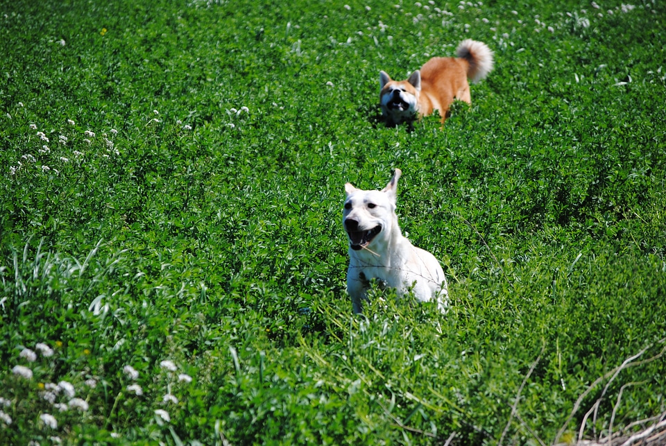 Akita labrador dogs photo