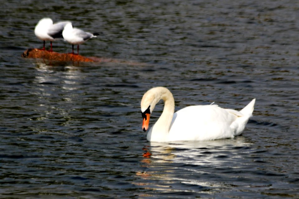 Swan, Water Bird, Bird, Ducks Geese And Swans