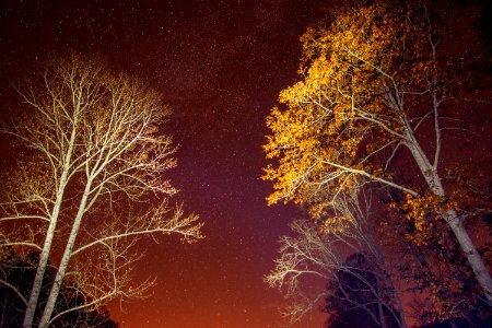 Nature, Sky, Night, Tree photo