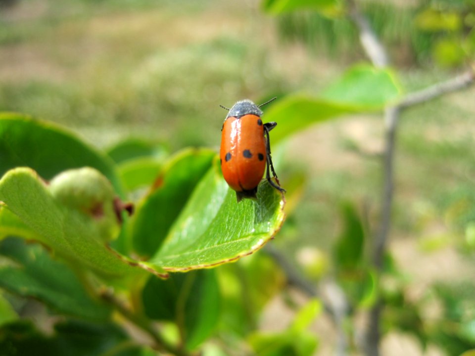 Insect, Beetle, Fauna, Macro Photography