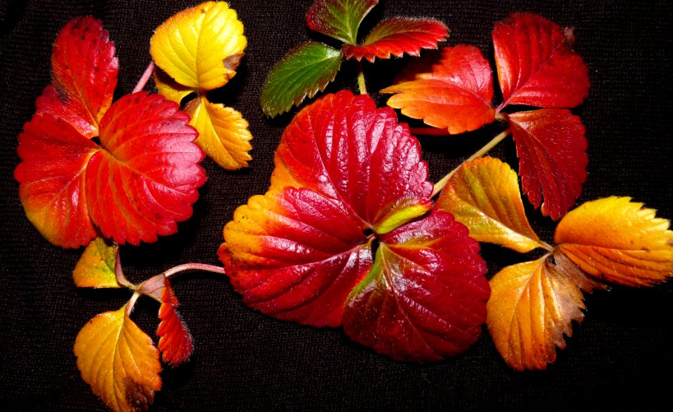 Flower, Flowering Plant, Petal, Plant