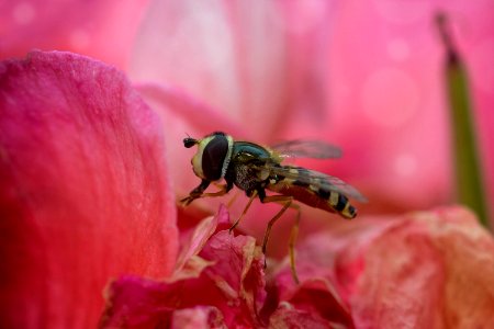 Insect, Pink, Macro Photography, Close Up photo