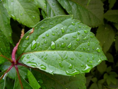 Leaf, Water, Drop, Vegetation