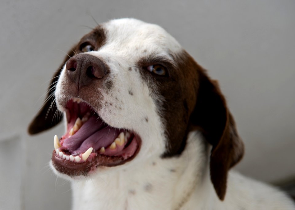 Dog Breed, Nose, Dog, Snout