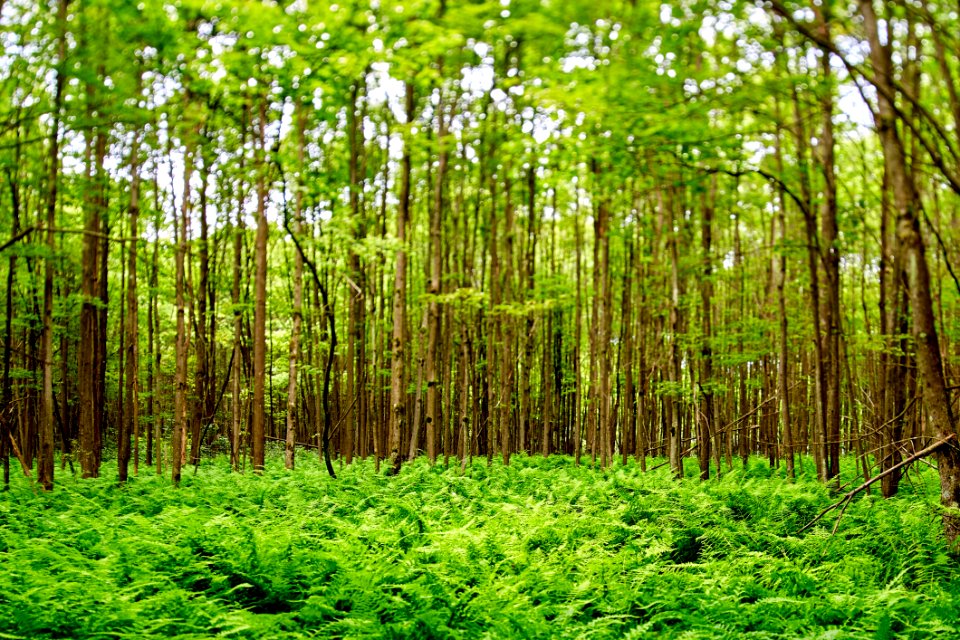 Vegetation, Ecosystem, Woodland, Nature Reserve