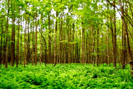 Vegetation, Ecosystem, Woodland, Nature Reserve