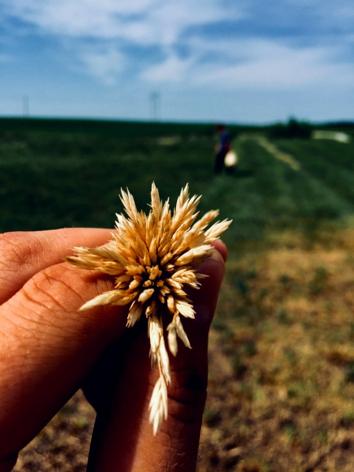 Grass Family, Sky, Grass, Commodity