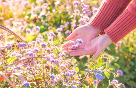 Lavender, Lilac, Purple, Flower