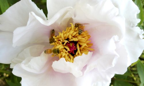 Flower, White, Flowering Plant, Peony