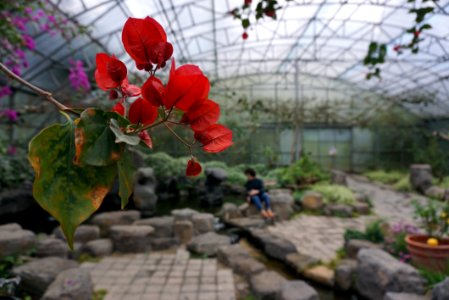 Flower, Plant, Greenhouse, Flora