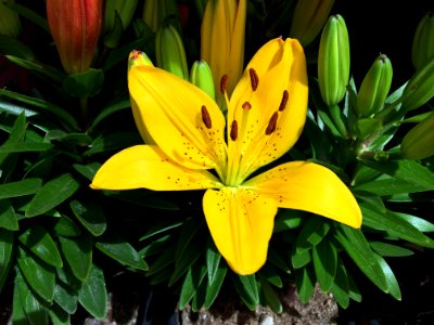 Flower, Plant, Lily, Yellow