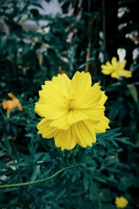 Flower, Yellow, Flora, Plant
