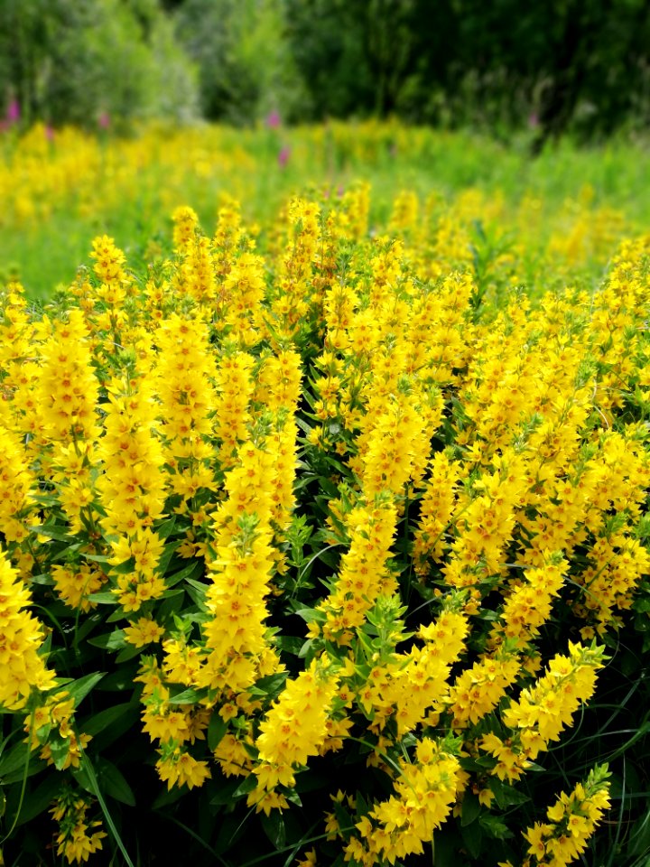 Plant, Flower, Shrub, Verbascum